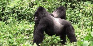 Gorilla Trekking Safari in Volcanoes National Park – 4 days