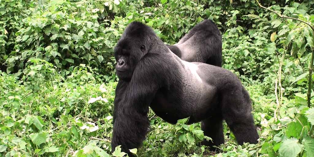 Gorilla Trekking Safari in Volcanoes National Park - 4 days