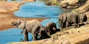 Read more about the article Hidden Treasures of Tanzania Safari – 14 days