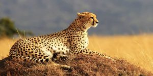 Masai Mara Safari – 3 days, 2 nights