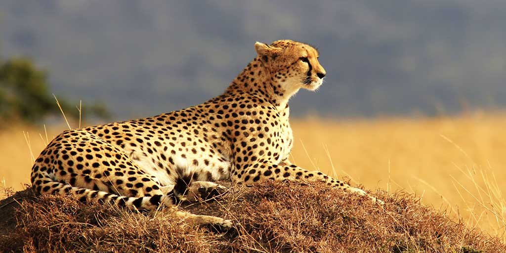 You are currently viewing Masai Mara Safari – 3 days, 2 nights