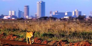 Nairobi National Park Game Drive, Barbecue and Salsa Dance (4th Edition)