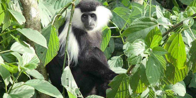Rwanda Highlights Safari – 9 days