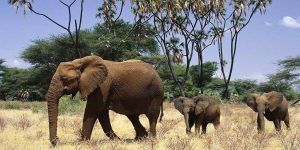Samburu Wild Tour – 3 days