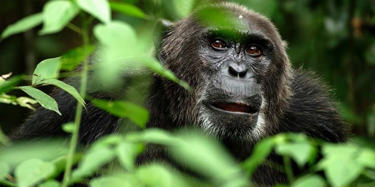 Luxury Primate Safari – 10 days